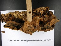 登錄號:F0022793藏品圖，第4張
