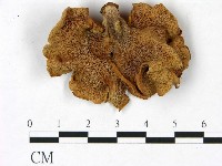 登錄號:F0022798藏品圖，第3張