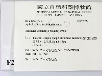 東方栓菌藏品圖，第2張