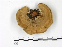 東方栓菌藏品圖，第3張