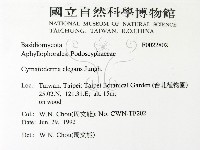 優雅波邊革菌藏品圖，第2張