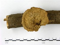 優雅波邊革菌藏品圖，第1張