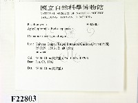 優雅波邊革菌藏品圖，第2張