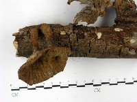 優雅波邊革菌藏品圖，第1張