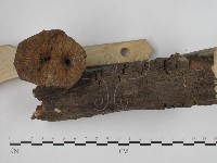 優雅波邊革菌藏品圖，第4張