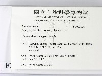 優雅波邊革菌藏品圖，第2張