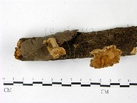 優雅波邊革菌藏品圖，第1張