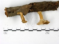 優雅波邊革菌藏品圖，第3張