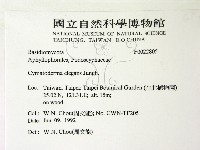 優雅波邊革菌藏品圖，第2張