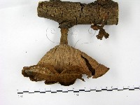 優雅波邊革菌藏品圖，第1張