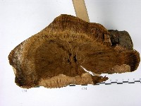 優雅波邊革菌藏品圖，第3張