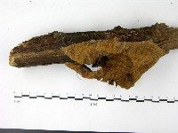 優雅波邊革菌藏品圖，第1張