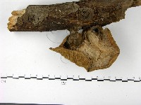 優雅波邊革菌藏品圖，第4張