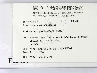 毛木耳藏品圖，第2張