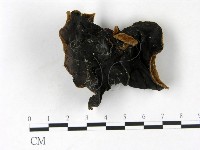 毛木耳藏品圖，第3張