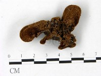 毛木耳藏品圖，第3張