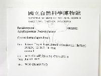 優雅波邊革菌藏品圖，第2張