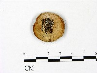 多年臥孔菌屬藏品圖，第1張