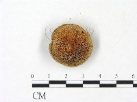 多年臥孔菌屬藏品圖，第3張