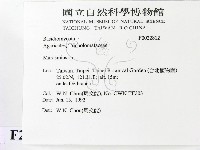小皮傘屬藏品圖，第2張