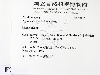 小皮傘屬藏品圖，第2張