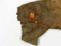 小皮傘屬藏品圖，第3張