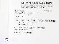 小皮傘屬藏品圖，第2張