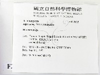小皮傘屬藏品圖，第2張