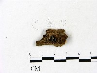 小皮傘屬藏品圖，第3張