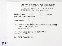 小皮傘屬藏品圖，第2張