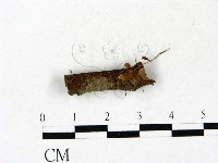 小皮傘屬藏品圖，第1張