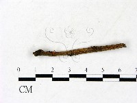 小皮傘屬藏品圖，第1張