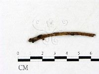 小皮傘屬藏品圖，第3張