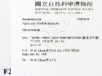 小皮傘屬藏品圖，第2張