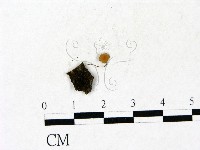 小皮傘屬藏品圖，第1張