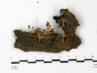 登錄號:F0022819藏品圖，第1張