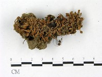 登錄號:F0022821藏品圖，第1張