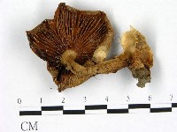 登錄號:F0022822藏品圖，第3張
