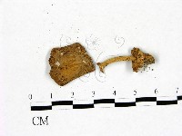 登錄號:F0022824藏品圖，第1張