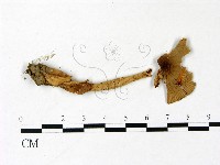 登錄號:F0022825藏品圖，第1張
