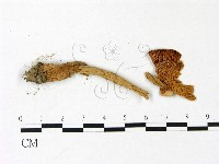 登錄號:F0022825藏品圖，第3張