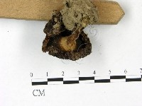 登錄號:F0022827藏品圖，第4張