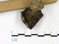 登錄號:F0022828藏品圖，第3張