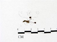 登錄號:F0022835藏品圖，第1張