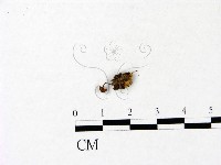 登錄號:F0022836藏品圖，第1張