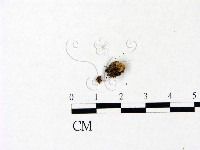 登錄號:F0022836藏品圖，第3張