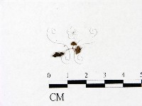 登錄號:F0022837藏品圖，第1張
