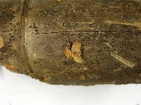 登錄號:F0022838藏品圖，第3張