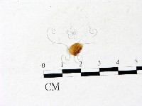 登錄號:F0022839藏品圖，第1張