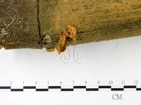 登錄號:F0022840藏品圖，第3張